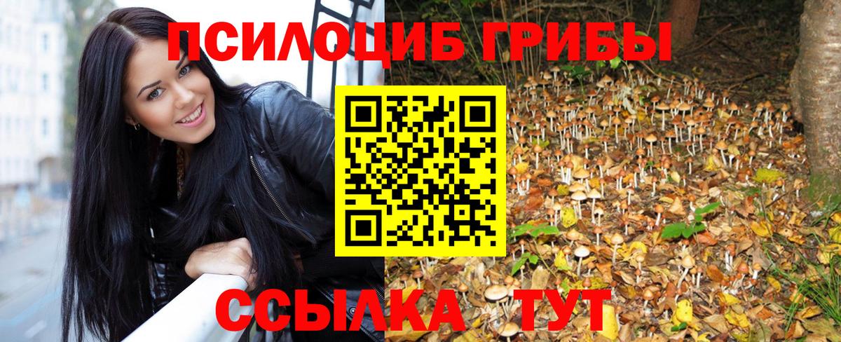 Курчалой  Галлюциногенные грибы Psilocybe  Вход с VPN 