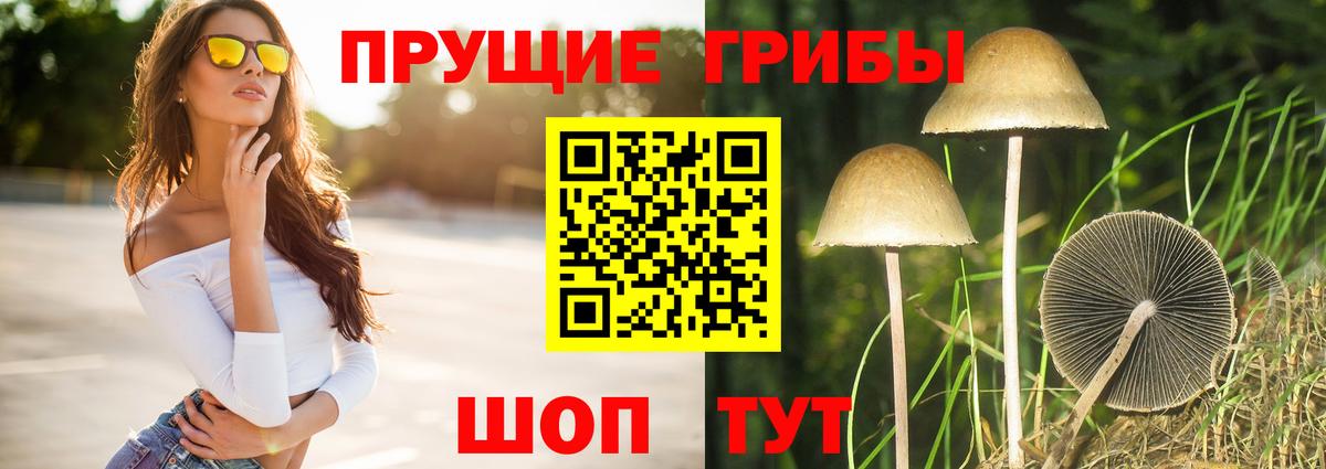 Галлюциногенные грибы Psilocybe Курчалой